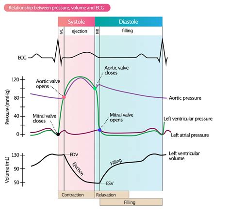 lv afterload|cardiac preload and afterload.